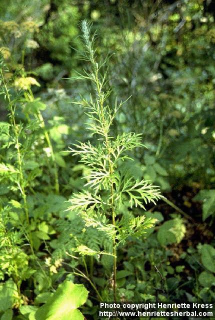 Photo: Artemisia vulgaris 3.