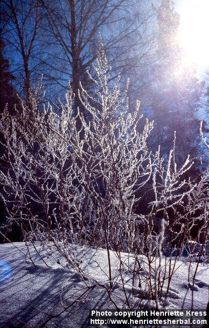 Photo: Artemisia vulgaris 6.