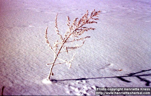 Photo: Artemisia vulgaris 7.