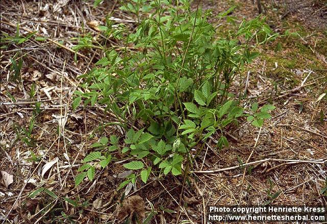 Photo: Aruncus dioicus 5.