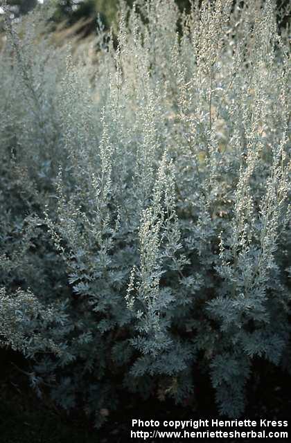 Photo: Artemisia absinthium 2.