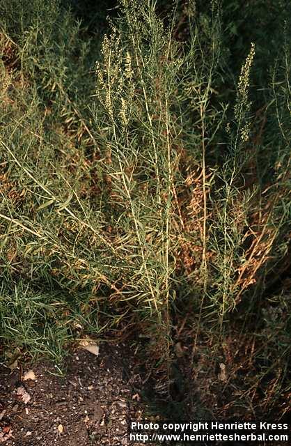 Photo: Artemisia dracunculus 1.