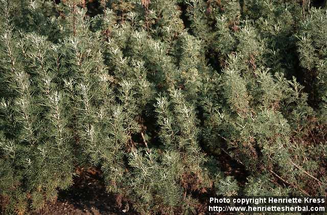 Photo: Artemisia abrotanum 2.