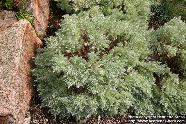 Photo: Artemisia schmidtiana 2.