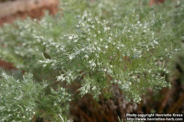 Photo: Artemisia schmidtiana 3.