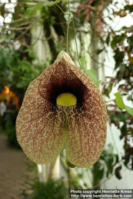 Photo: Aristolochia labiata 3.