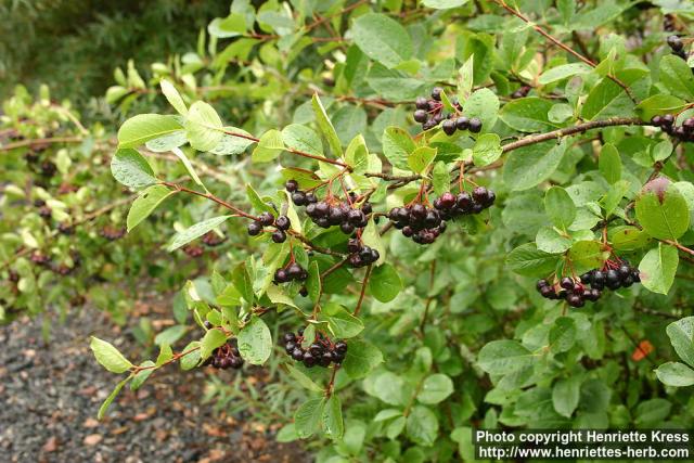 Photo: Aronia x prunifolia 2.