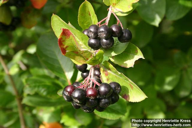 Photo: Aronia melanocarpa 9.