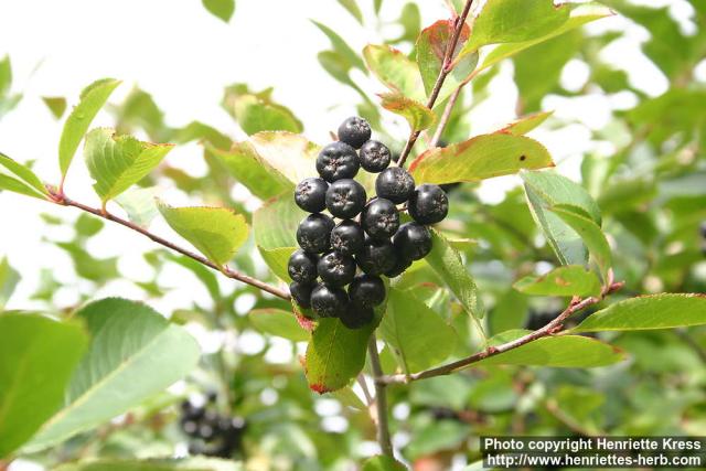 Photo: Aronia melanocarpa 10.