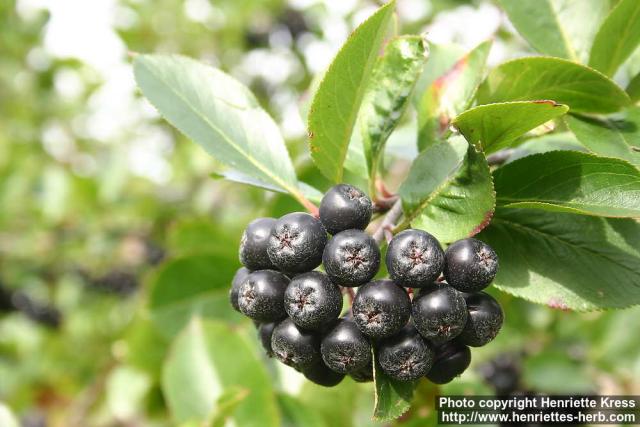 Photo: Aronia melanocarpa 11.