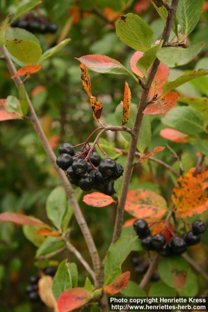 Photo: Aronia x prunifolia 5.