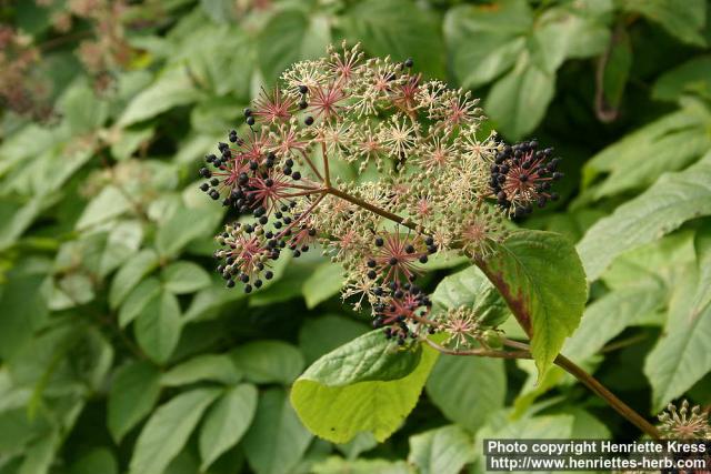 Photo: Aralia cordata 5.