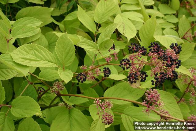 Photo: Aralia continentalis 7.