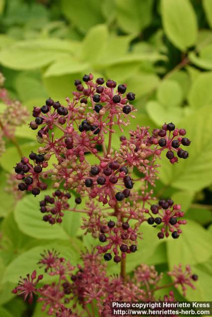 Photo: Aralia continentalis 8.