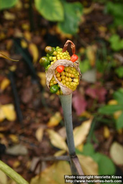 Photo: Arisaema 3.