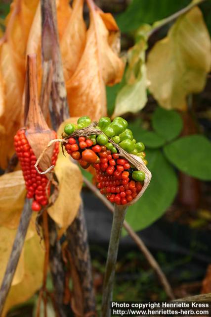 Photo: Arisaema serratum 2.