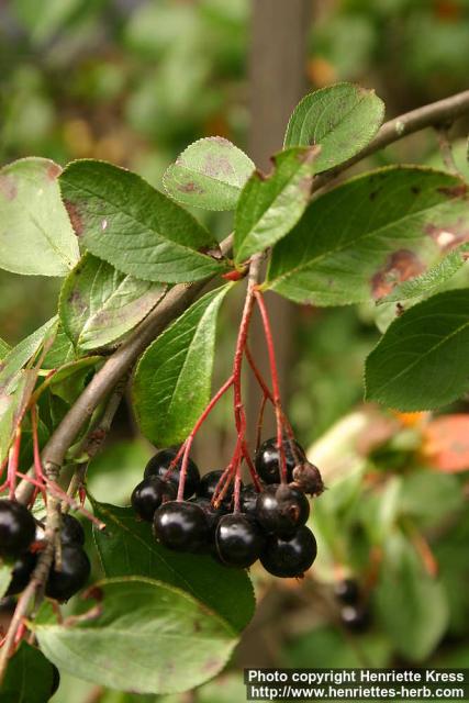 Photo: Aronia x prunifolia 1.