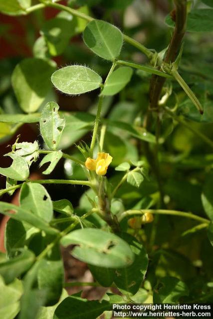 Photo: Arachis hypogaea 2.