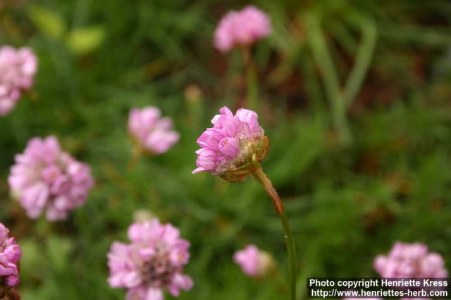 Photo: Armeria maritima 2.