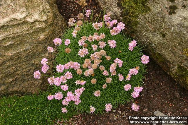 Photo: Armeria caespitosa.