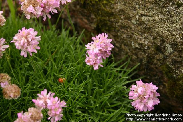 Photo: Armeria caespitosa 1.