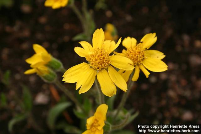 Photo: Arnica angustifolia 1.