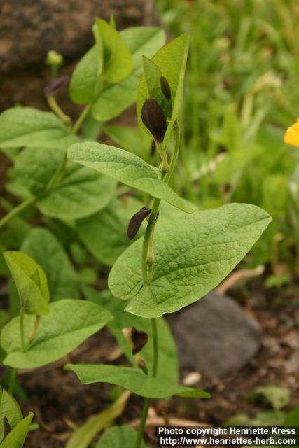 Photo: Aristolochia rotunda.