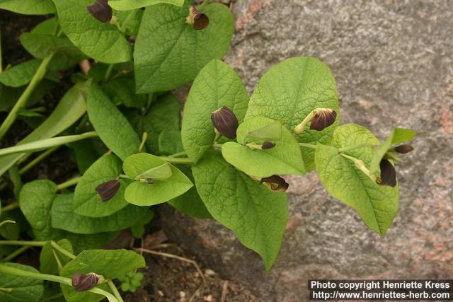 Photo: Aristolochia rotunda 1.