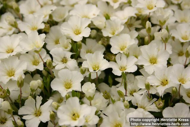 Photo: Arenaria montana 1.