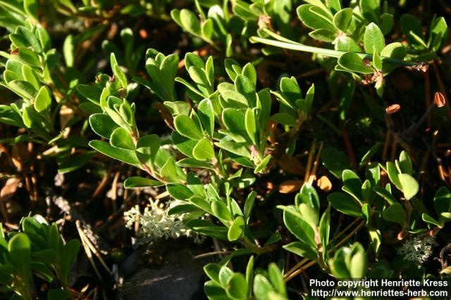 Photo: Arctostaphylos uva ursi 4.