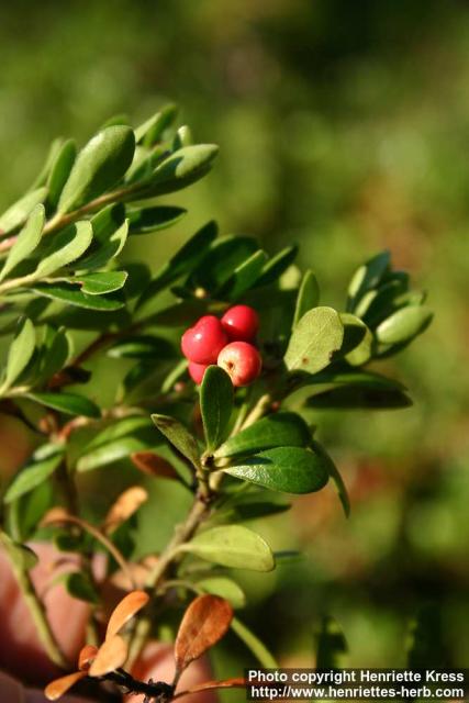 Photo: Arctostaphylos uva ursi 5.