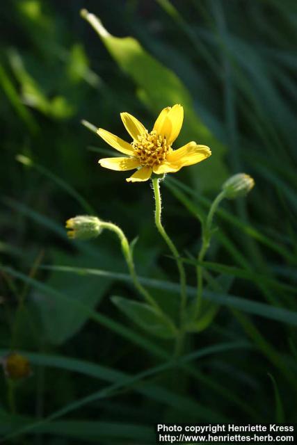 Photo: Arnica 2.