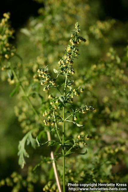 Photo: Artemisia annua 8.