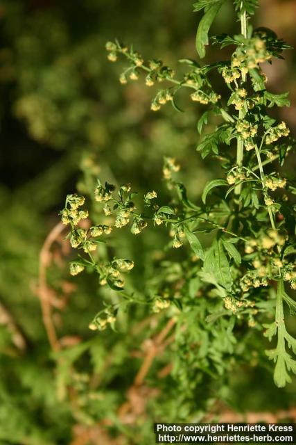 Photo: Artemisia annua 9.