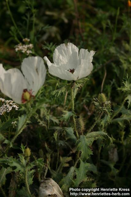 Photo: Argemone pleiacantha 6.