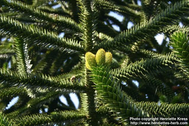 Photo: Araucaria araucana 4.