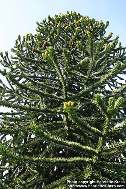 Photo: Araucaria araucana 5.