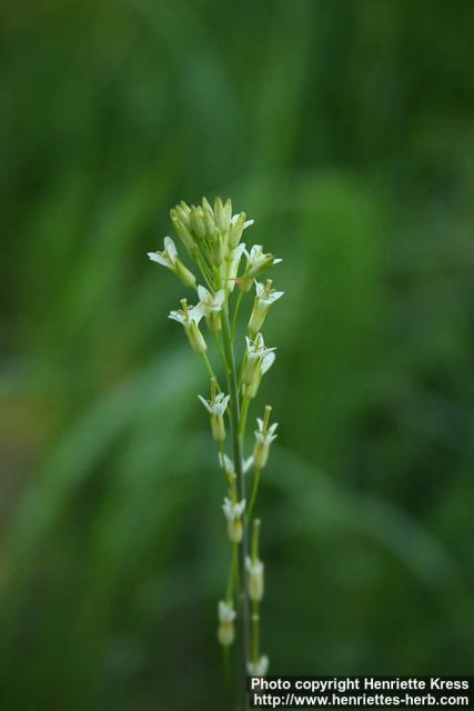 Photo: Arabis glabra 1.