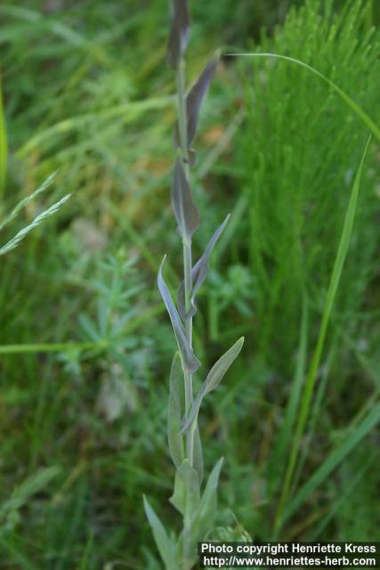 Photo: Arabis glabra 2.