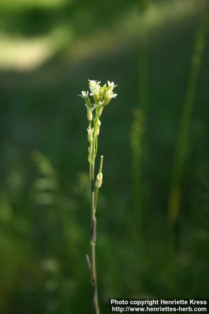 Photo: Arabis glabra 3.