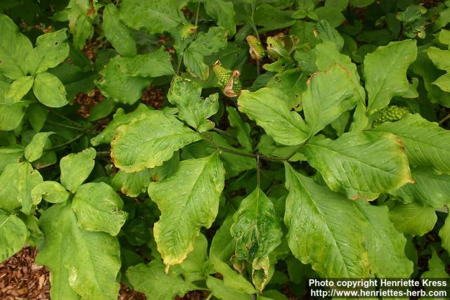 Photo: Arisaema serratum 4.