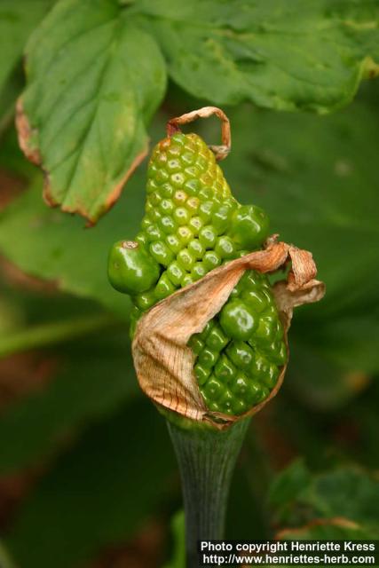 Photo: Arisaema serratum 5.