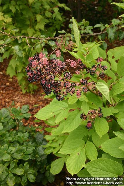 Photo: Aralia continentalis 9.