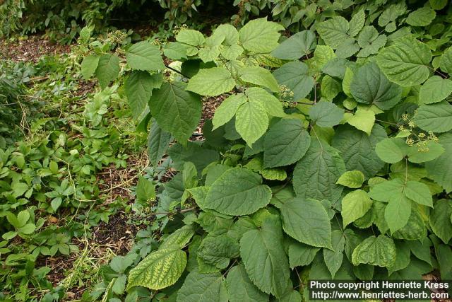 Photo: Aralia racemosa 2.