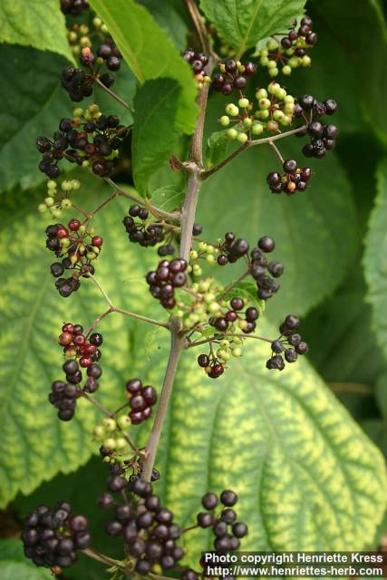 Photo: Aralia racemosa 3.