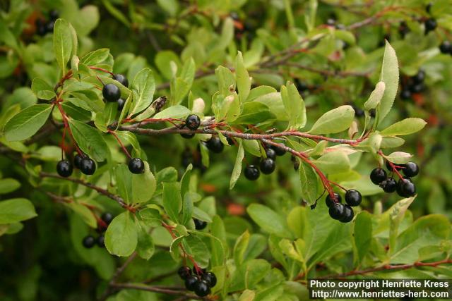 Photo: Aronia x prunifolia 6.