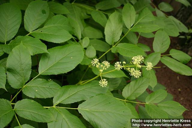 Photo: Aralia californica 2.