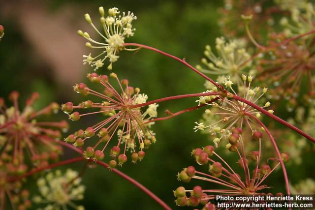 Photo: Aralia hispida 1.