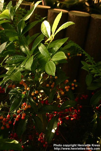 Photo: Ardisia crenata.