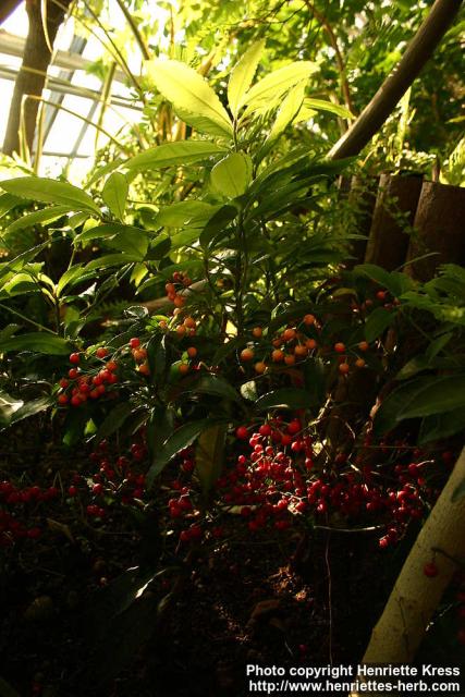 Photo: Ardisia crenata 1.